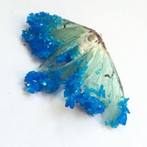 luna moth with crystals growing over