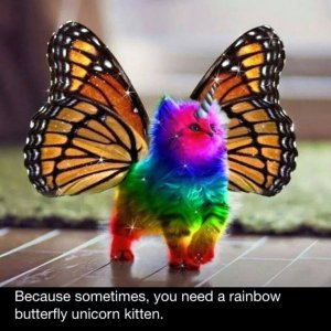 rainbow-unicorn-butterfly type kitten