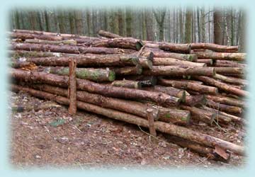 logs piled in a forest