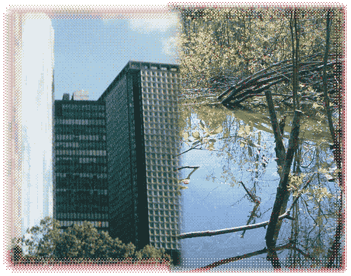 Office towers left, wetland photo right